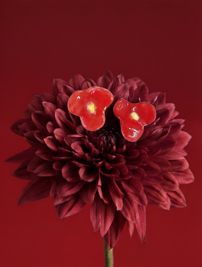 artifact no. 13 // the solar bloom